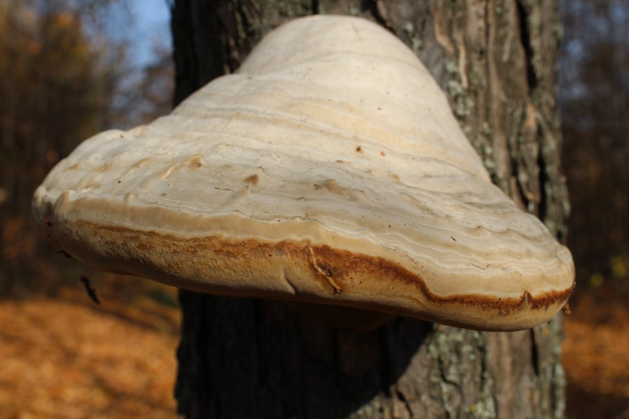 Трутовик белый