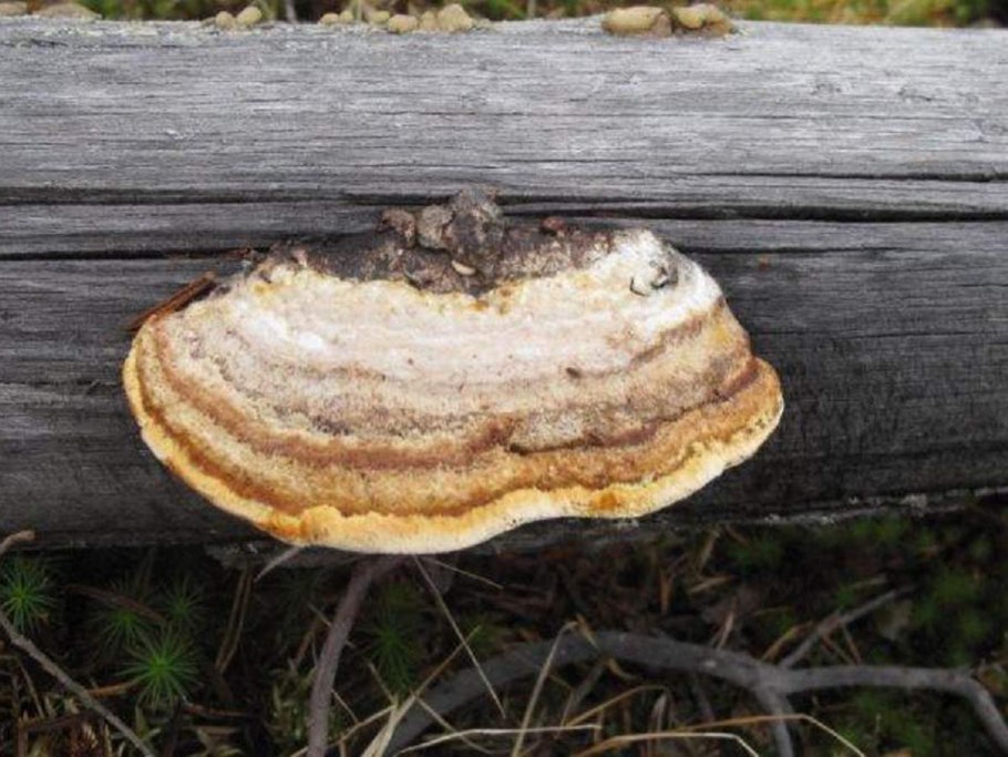 Грибы трутовик горбатый