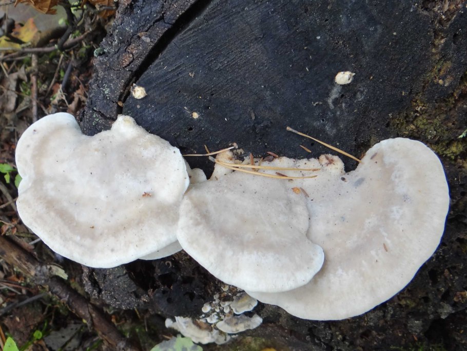 Белый трубчатый трутовик