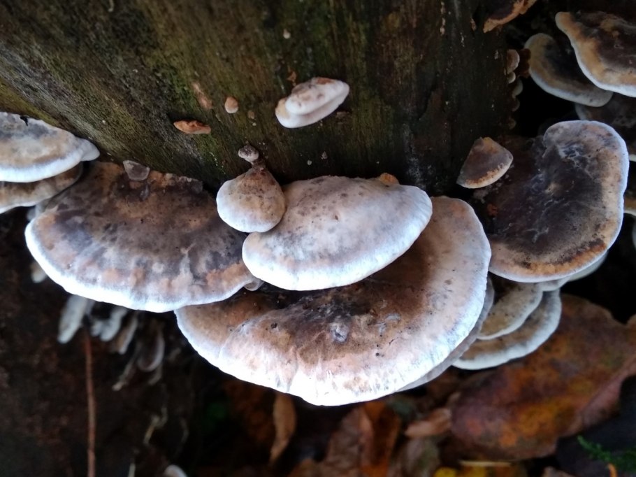 Мицелий траметеса