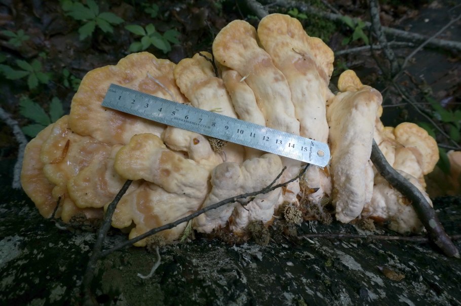 Laetiporus sulphureus