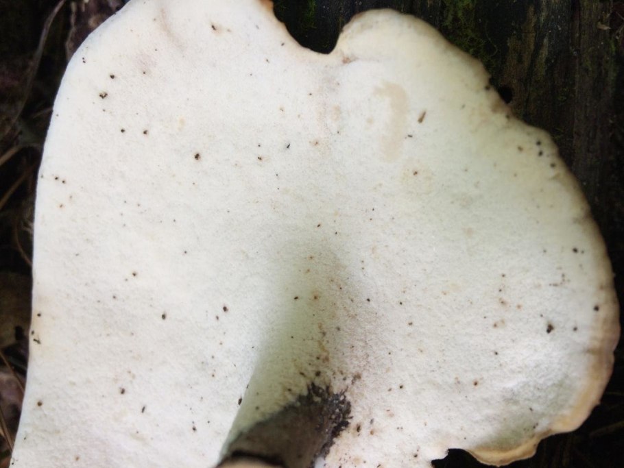 Гриб трутовик каштановый