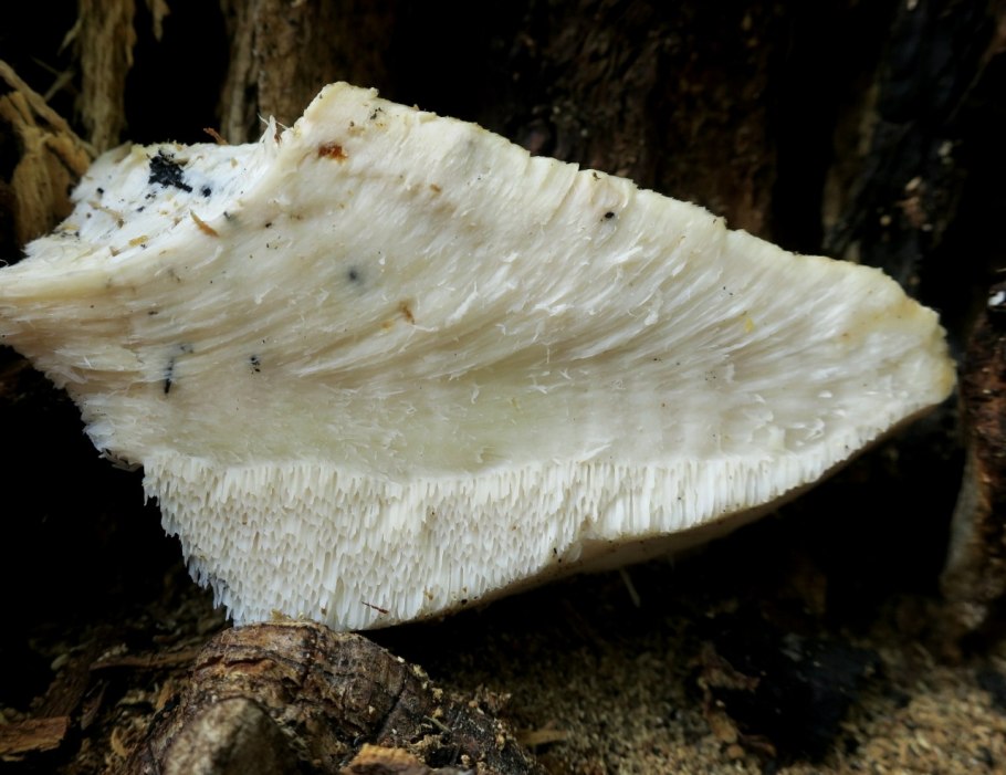 Трутовик обыкновенный fomes fomentarius