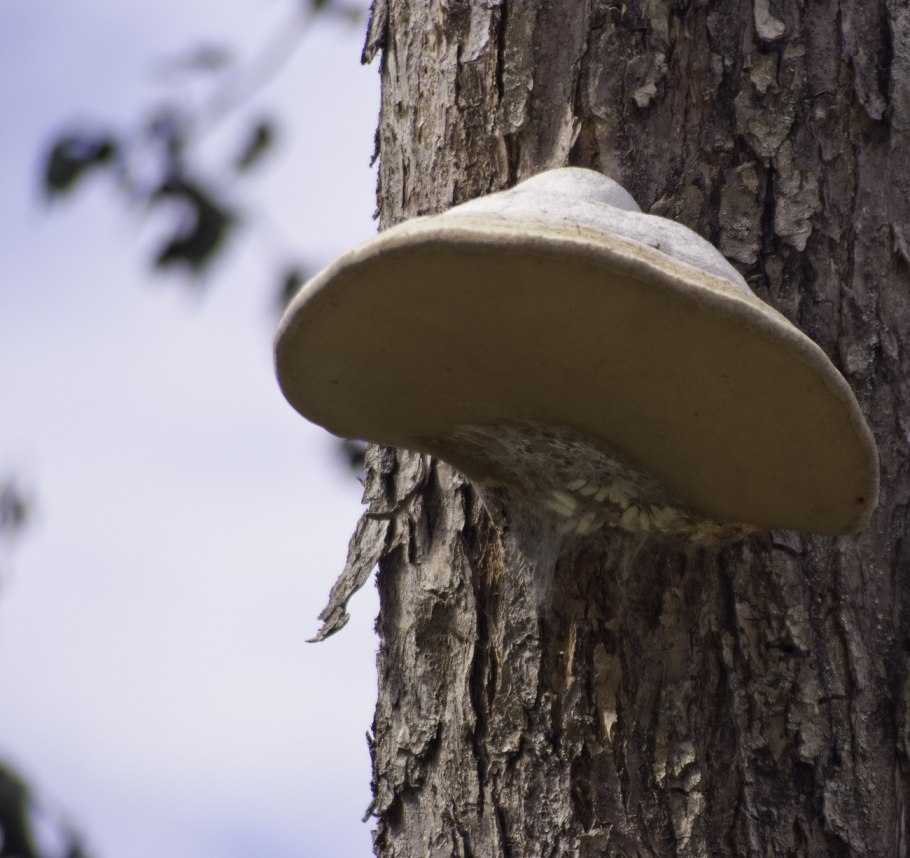 Грибы в соснах