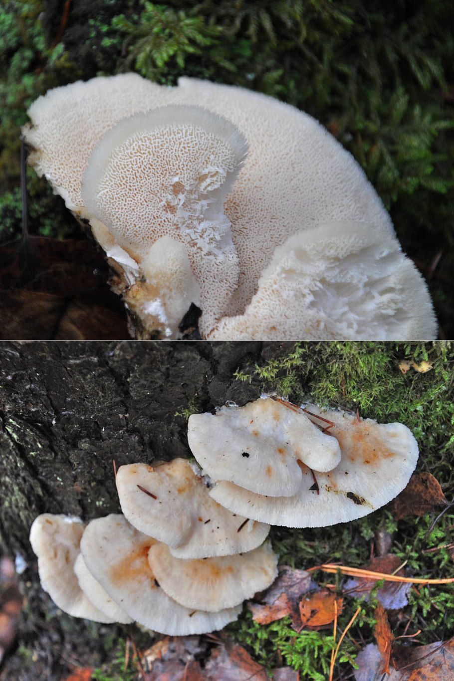 Трутовик сапротроф