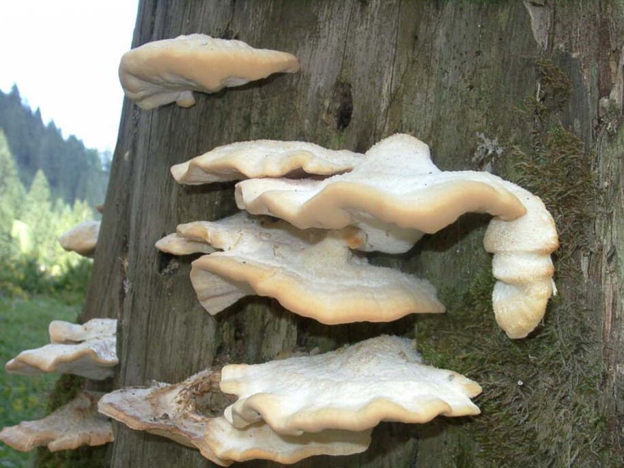 Трутовик мохнатый