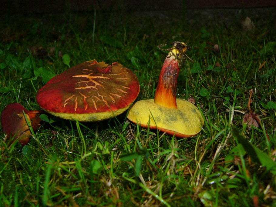 Моховик красный Xerocomus rubellus