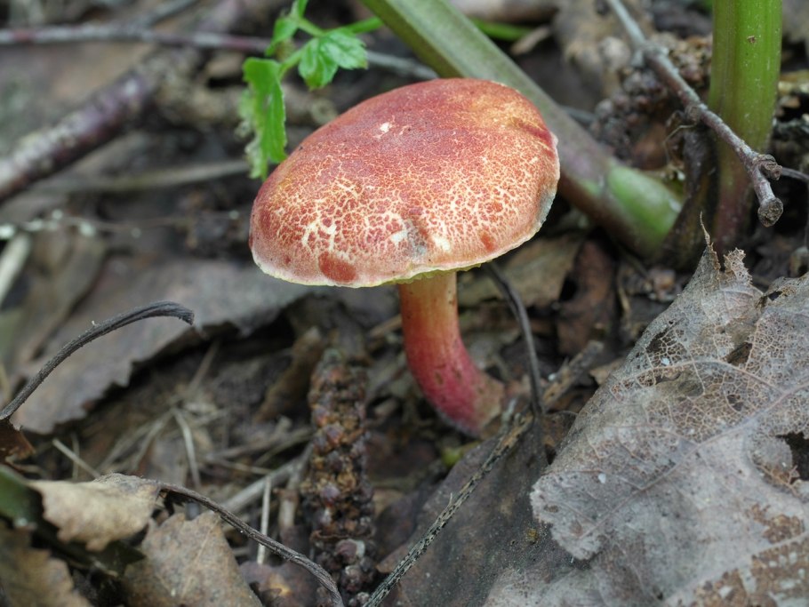 Моховик стриженный Xerocomus depilatus