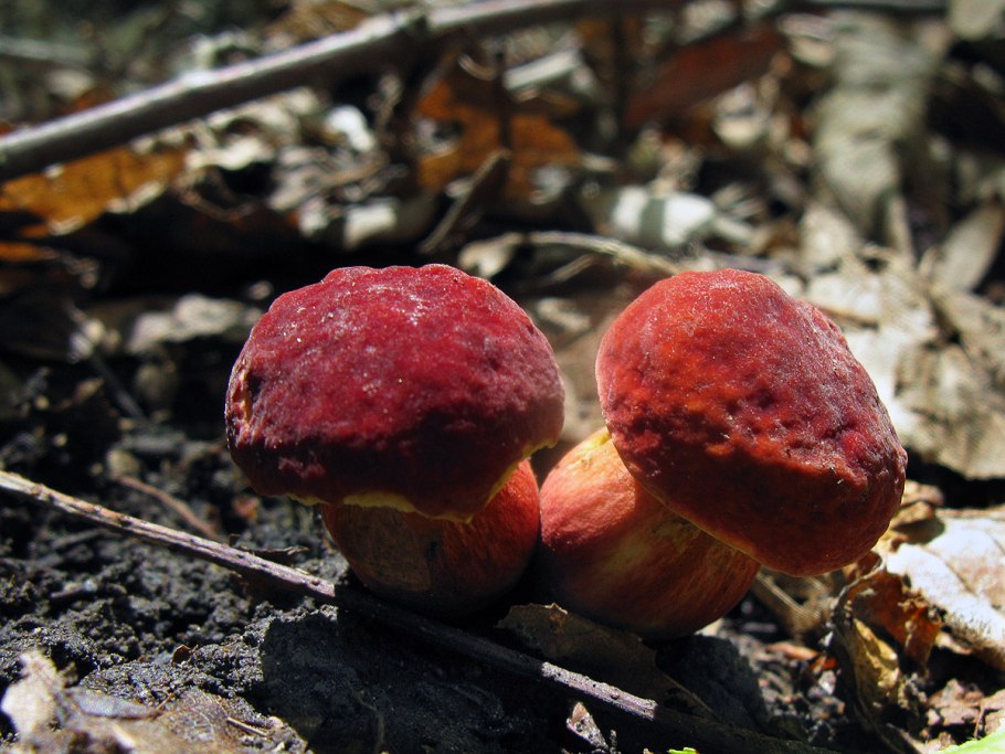 Моховик красный Hortiboletus rubellus