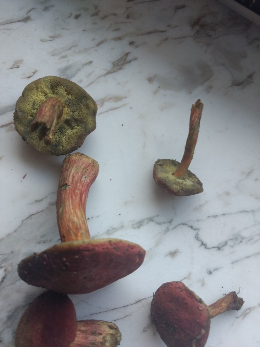 Моховик красный hortiboletus rubellus