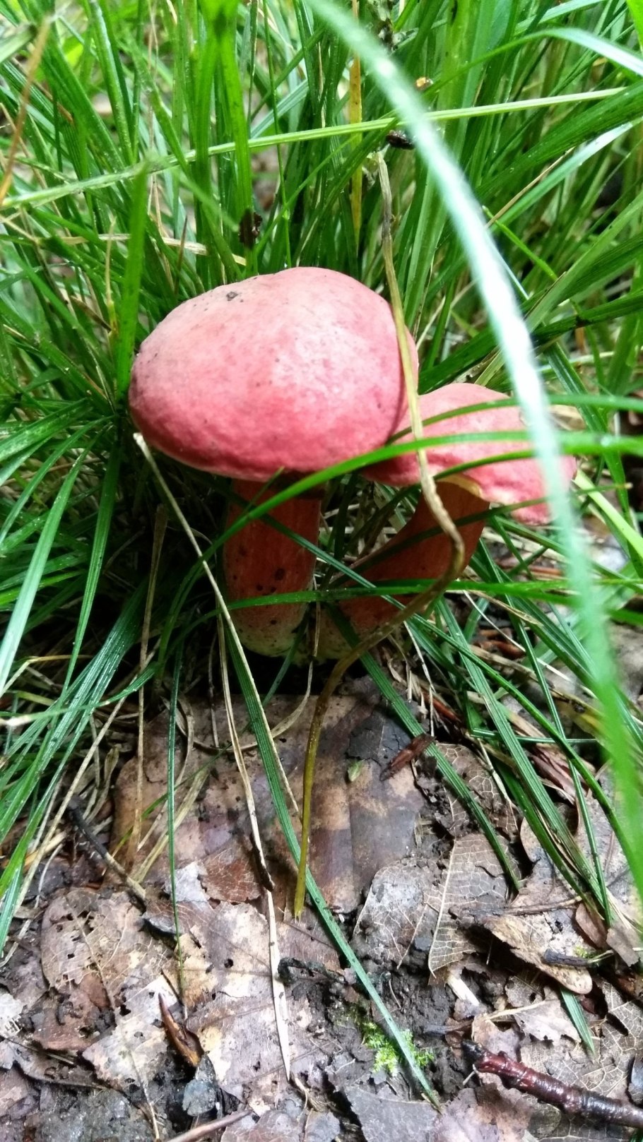 Гриб Болетин болотный