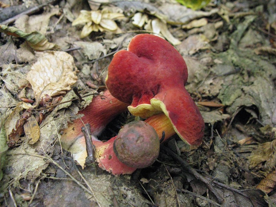 Болетус синеющий