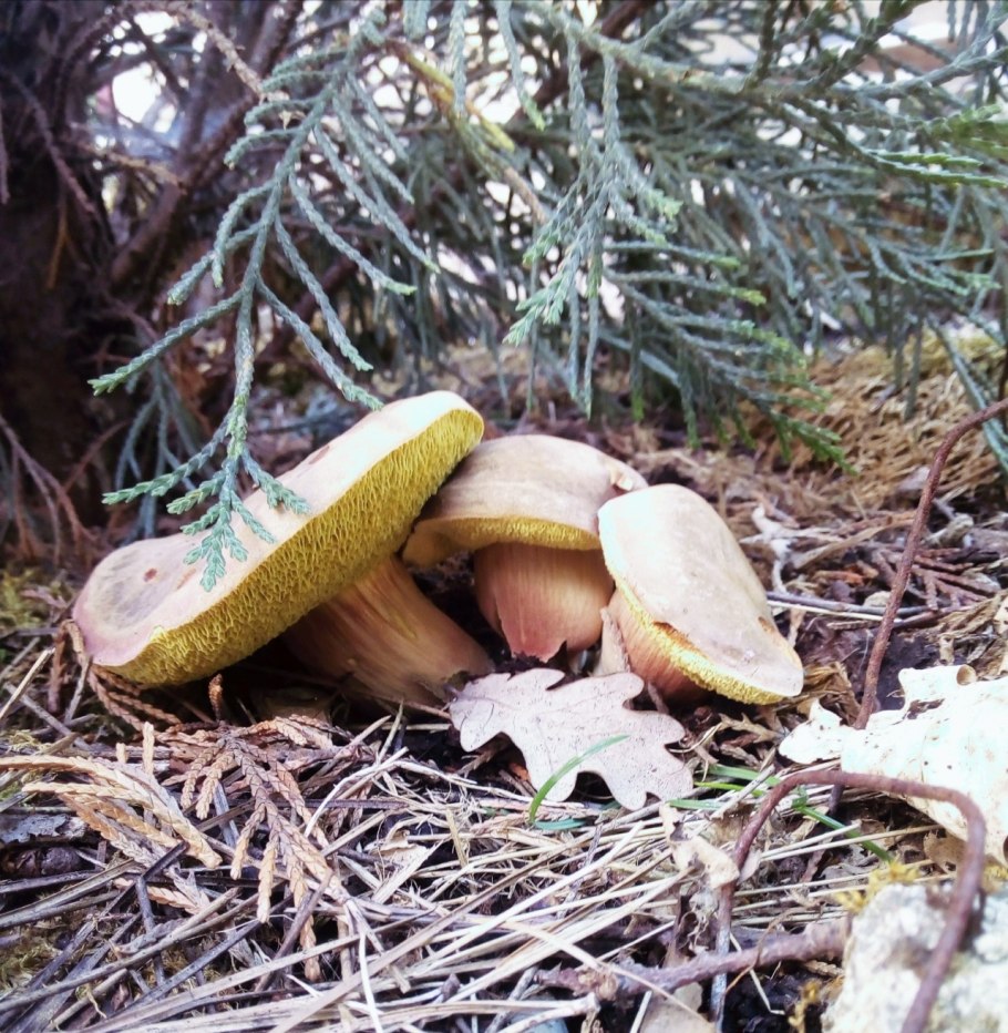 Гриб моховик красный