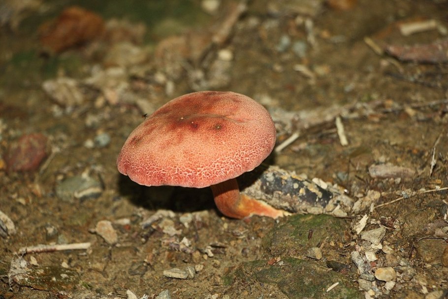 Моховик красный (Boletus rubellus)