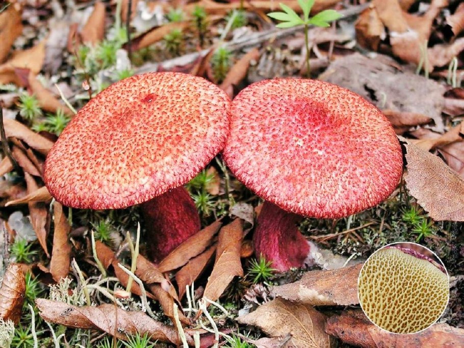 Моховик красный Xerocomus rubellus