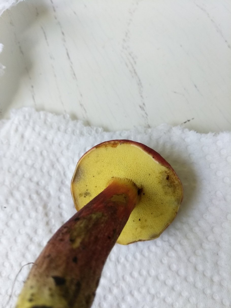 Болетовые моховик