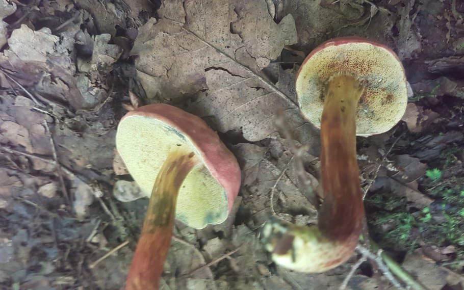 Маслёнок рубиновый (Suillus rubinus)