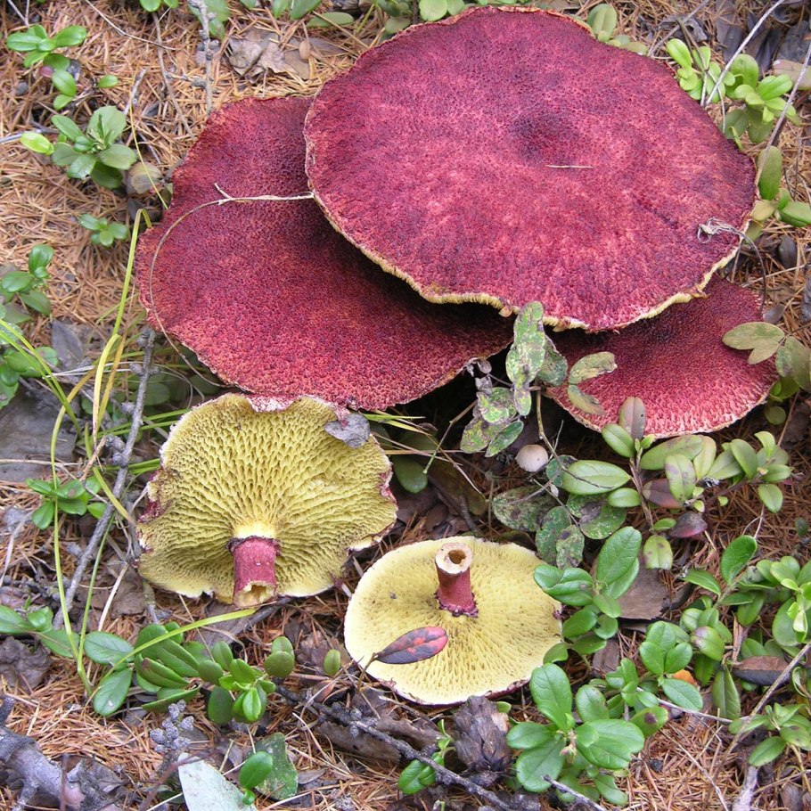 Моховик красный Xerocomus rubellus