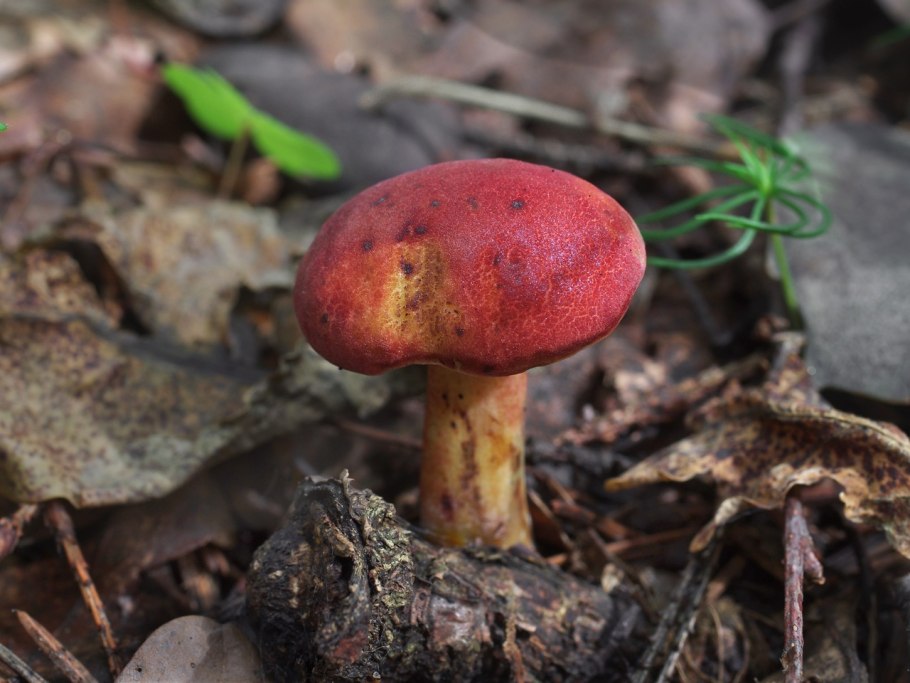 Гриб моховик красный