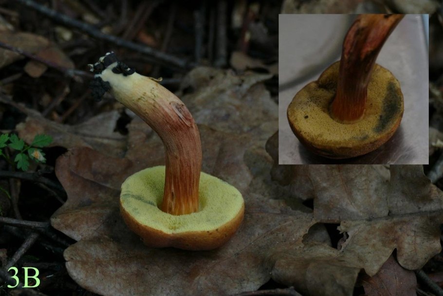 Моховик красный Hortiboletus rubellus