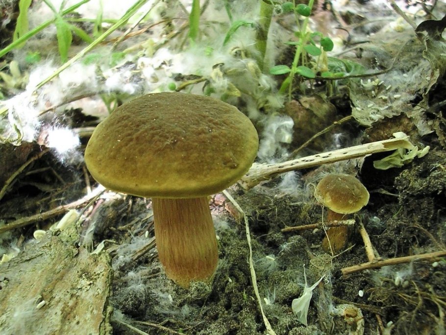 Моховик трещиноватый