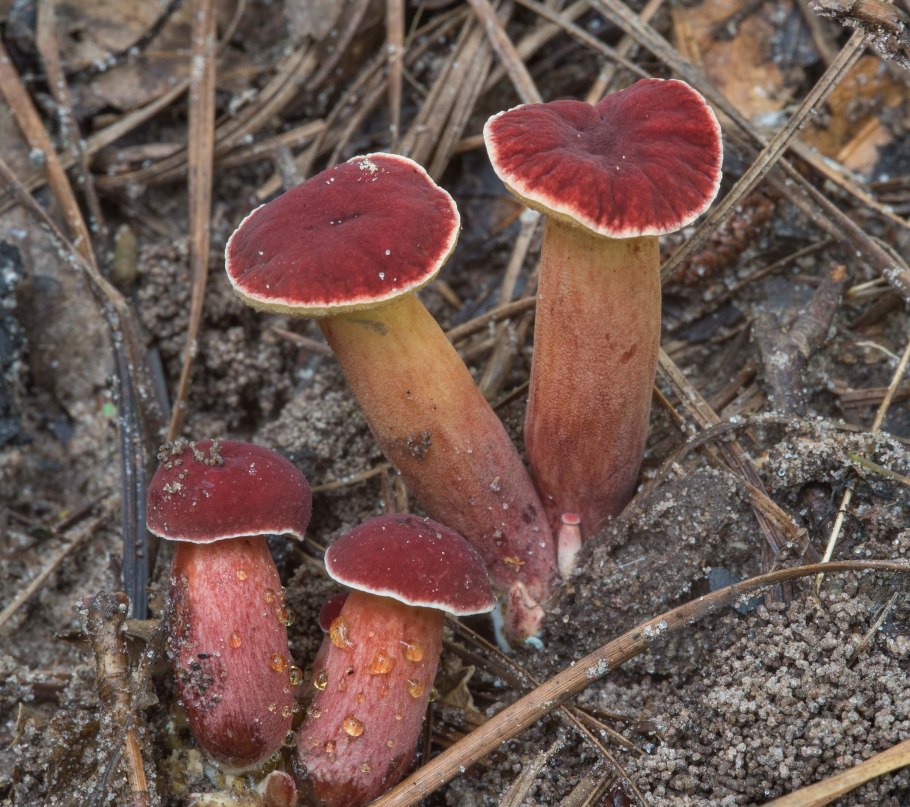 Моховики с красной ножкой