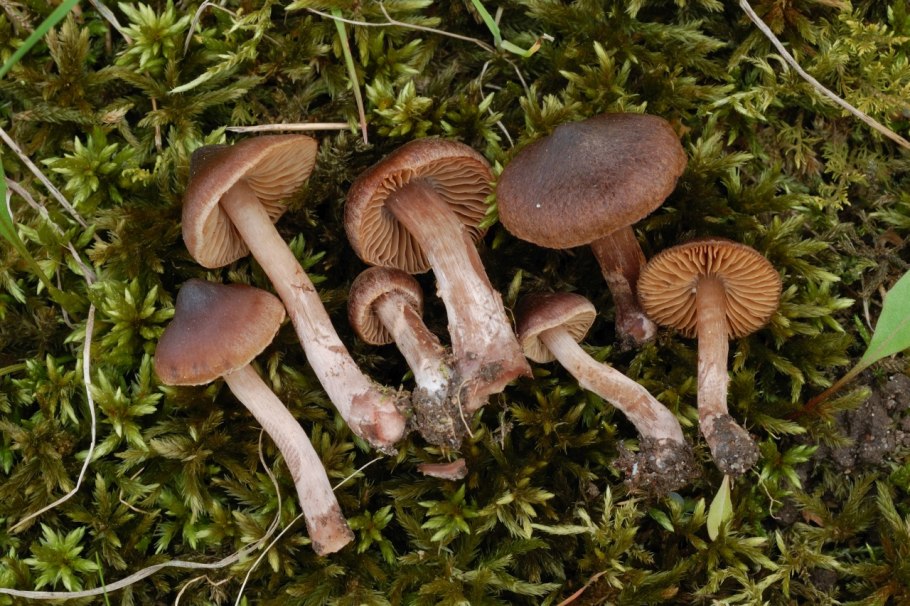 Паутинник кольчатый