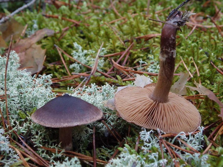 Паутинник ленивый Cortinarius Bolaris