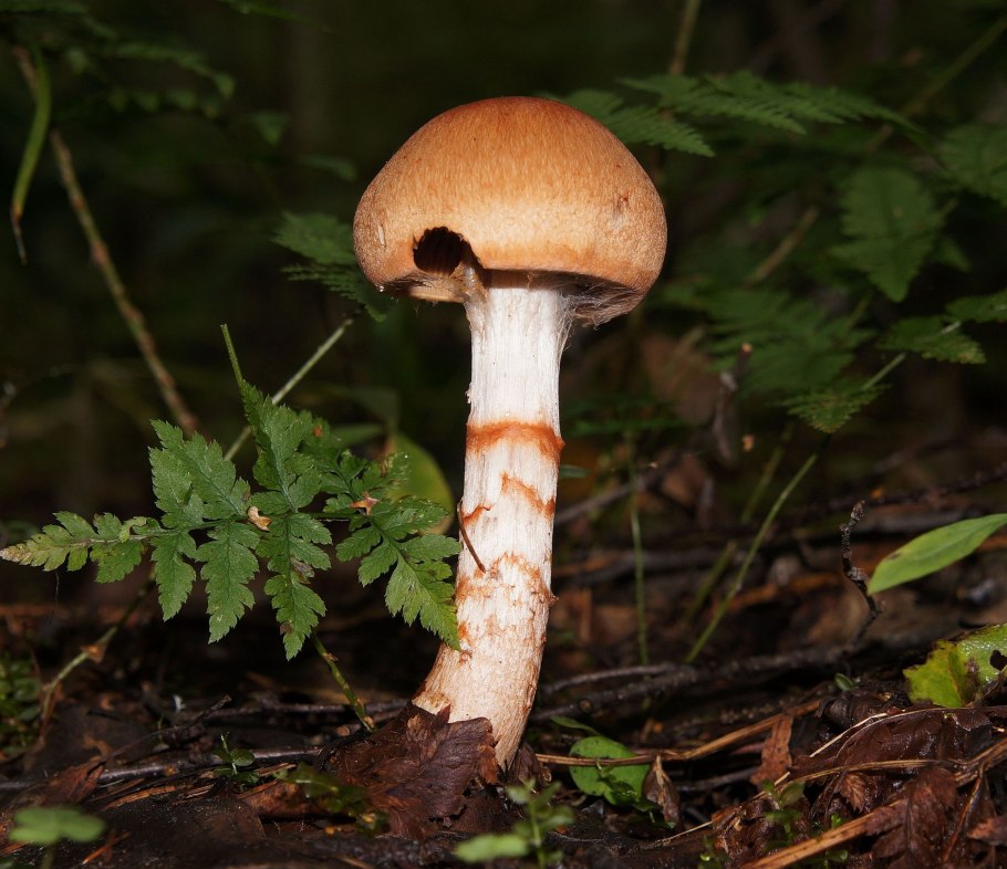 Паутинник каштановый