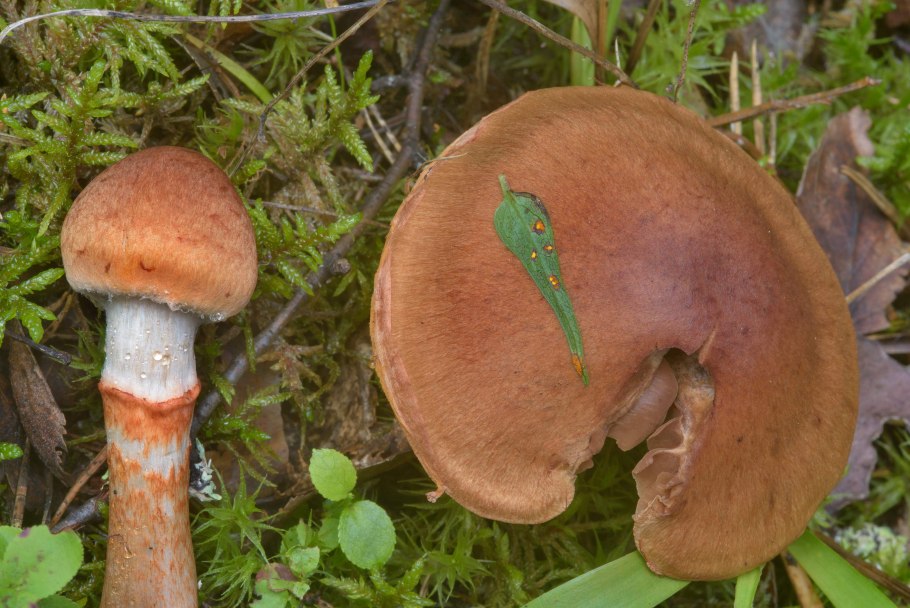 Паутинник благородный