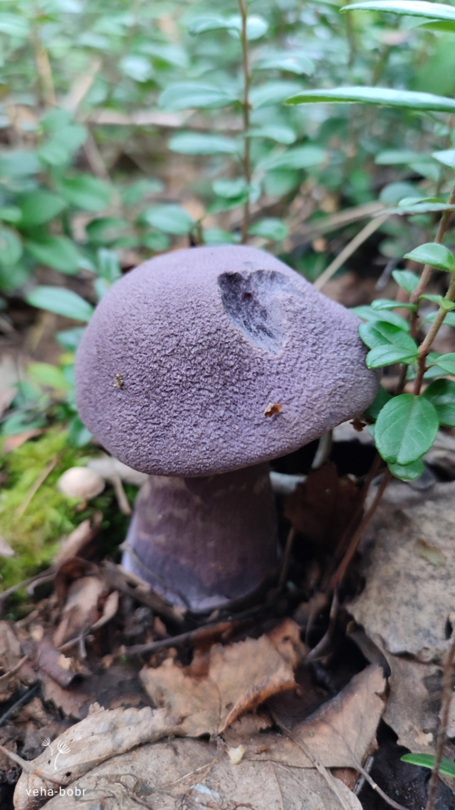 Паутинник элегантнейший