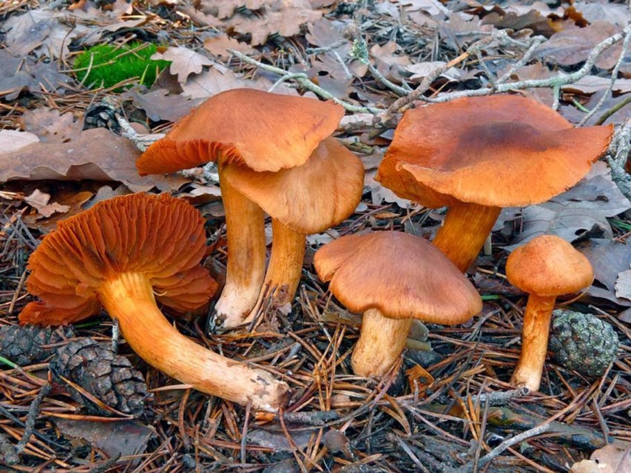 Паутинник плюшевый Cortinarius orellanus