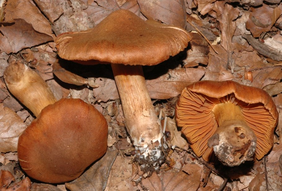 Паутинник горный Cortinarius orellanus