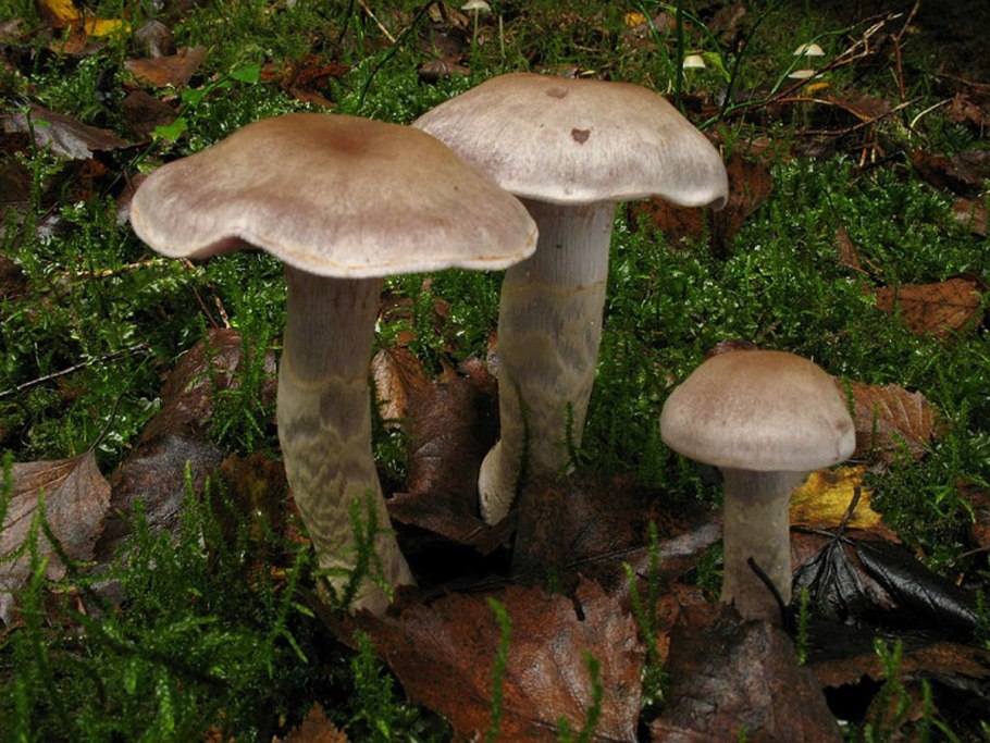 Паутинник кроваво-красноватый