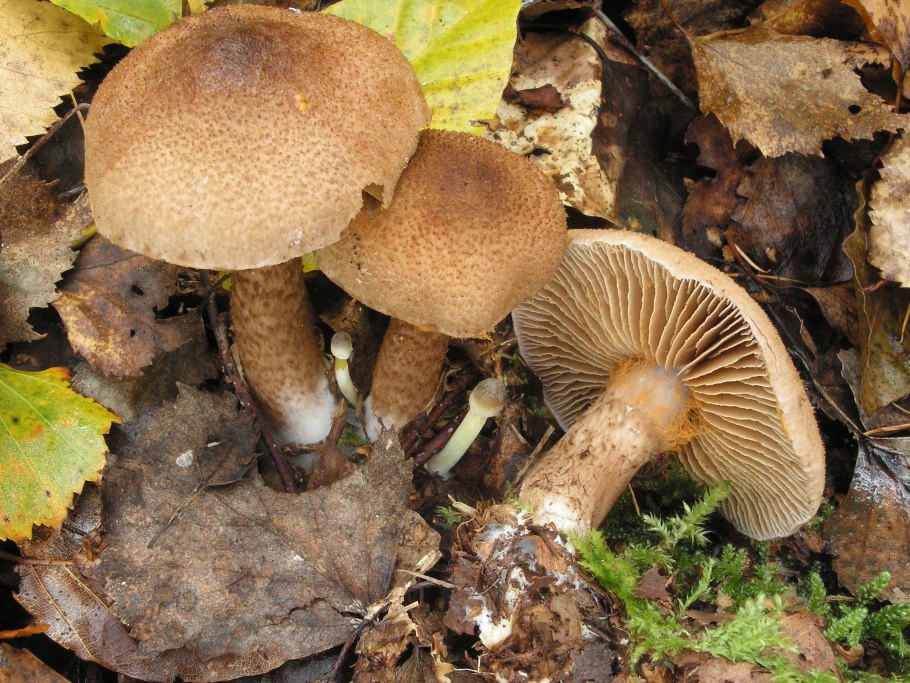 Паутинник браслетчатый