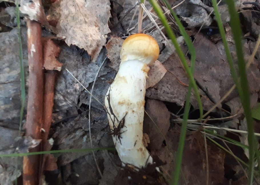 Паутинник голубоствольный