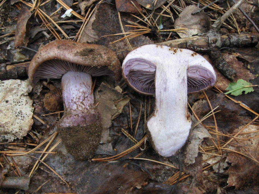 Паутинник кольчатый