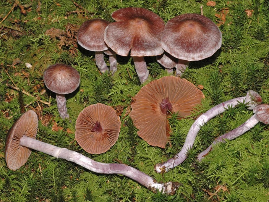 Паутинник пурпурный