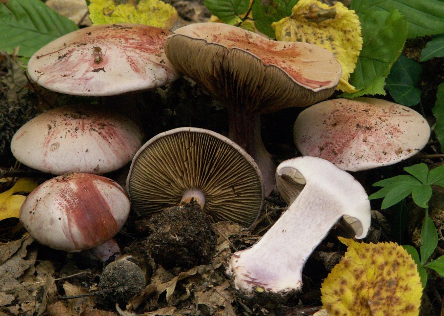 Cortinarius cinnabarinus