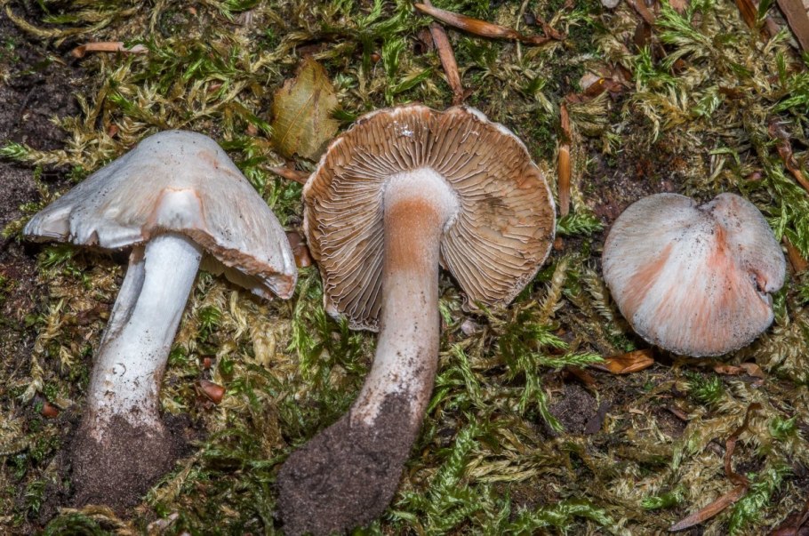 Паутинник аномальный гриб