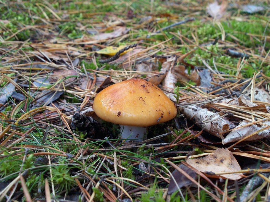 Cortinarius camphoratus