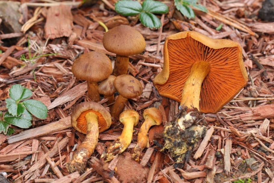 Паутинник горный cortinarius orellanus