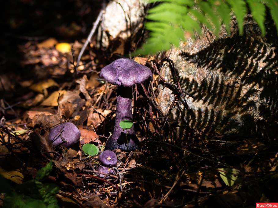 Паутинник коричный (Cortinarius cinnamomeus)