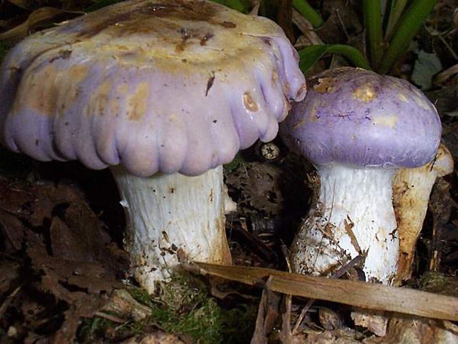 Фиолетовый паутинник шаблон