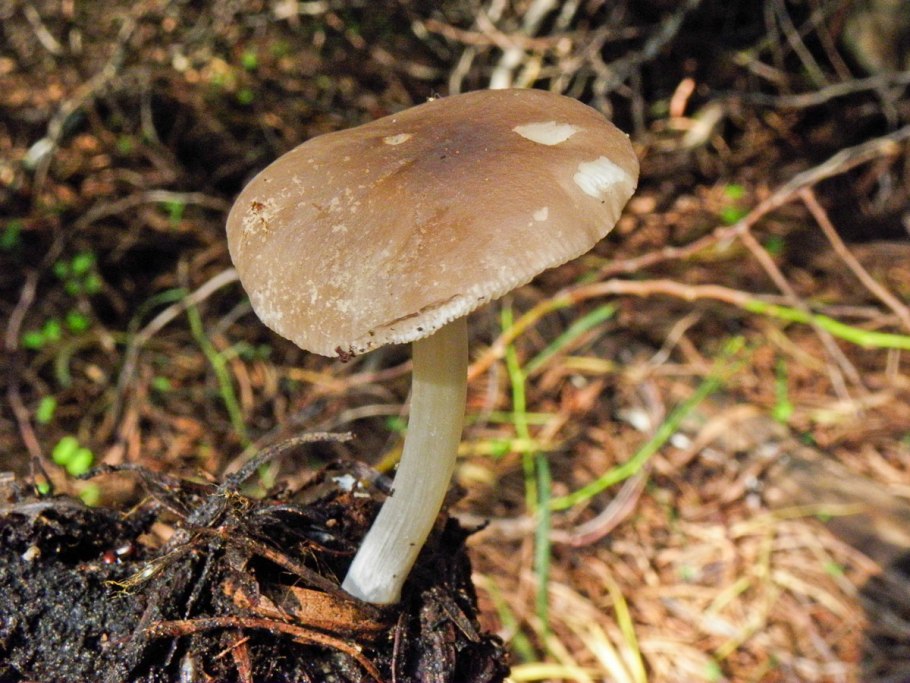 Плютей бледноватый (Pluteus satur)