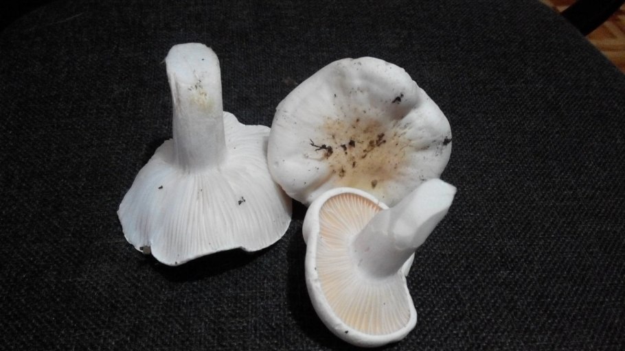 Белый пластинчатый гриб на толстой ножке