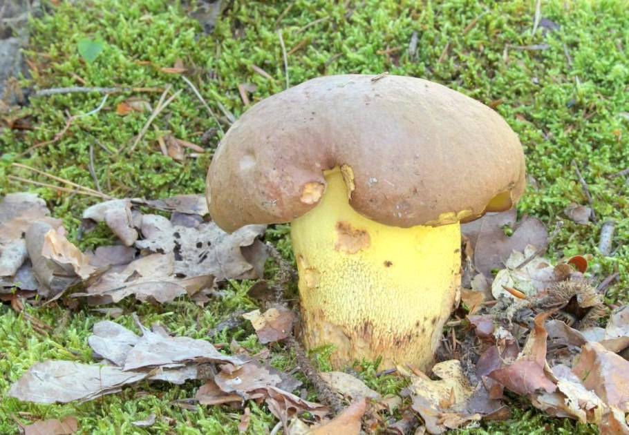 Боровик девичий (Boletus appendiculatus)