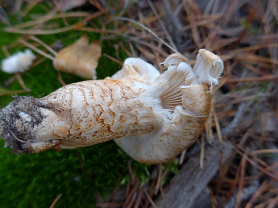 Рядовка опенковидная (перевязанная)