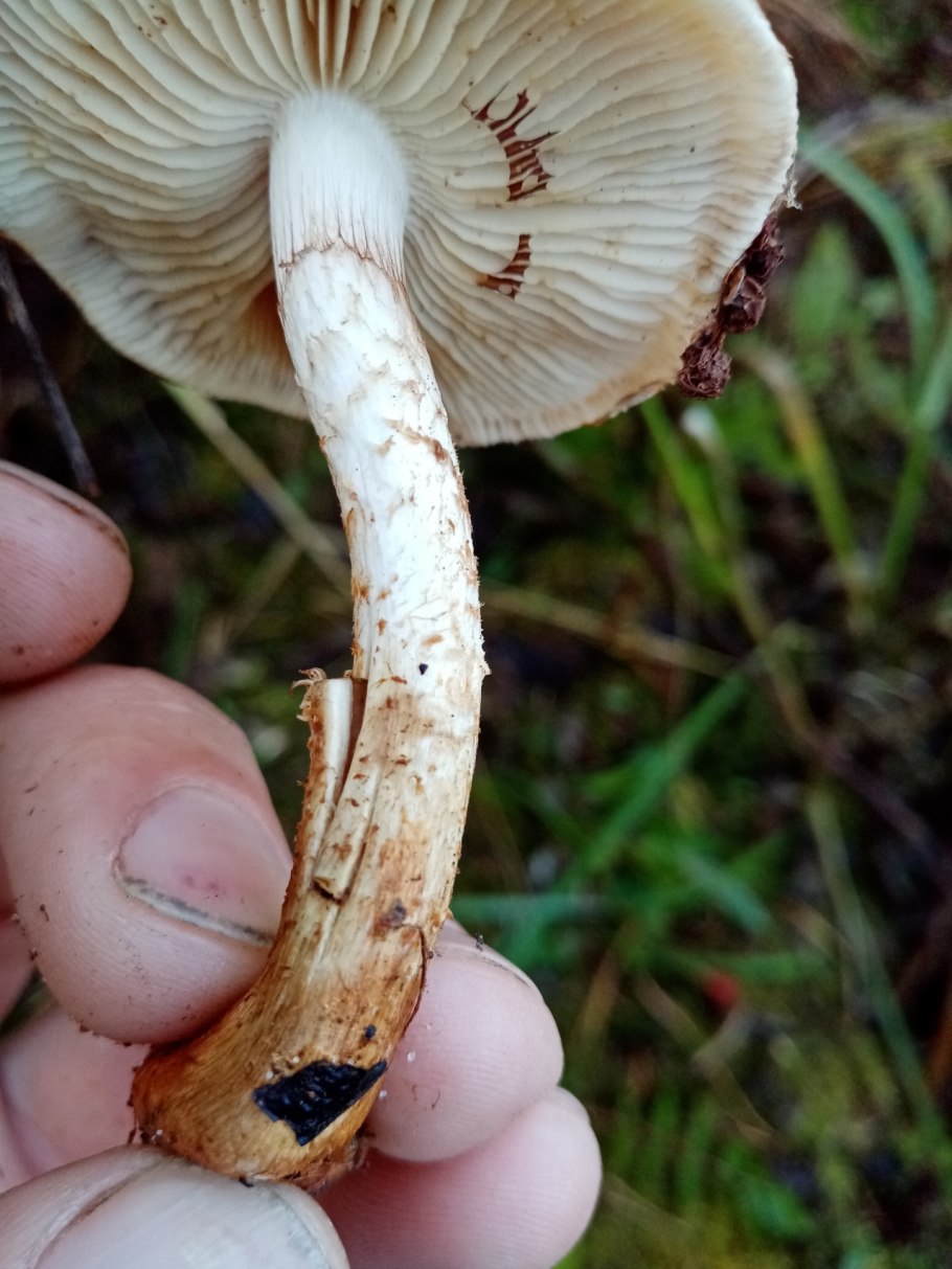 Чешуйчатка ольховая pholiota alnicola