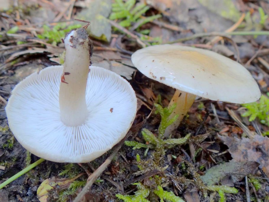 Гриб млечник белый